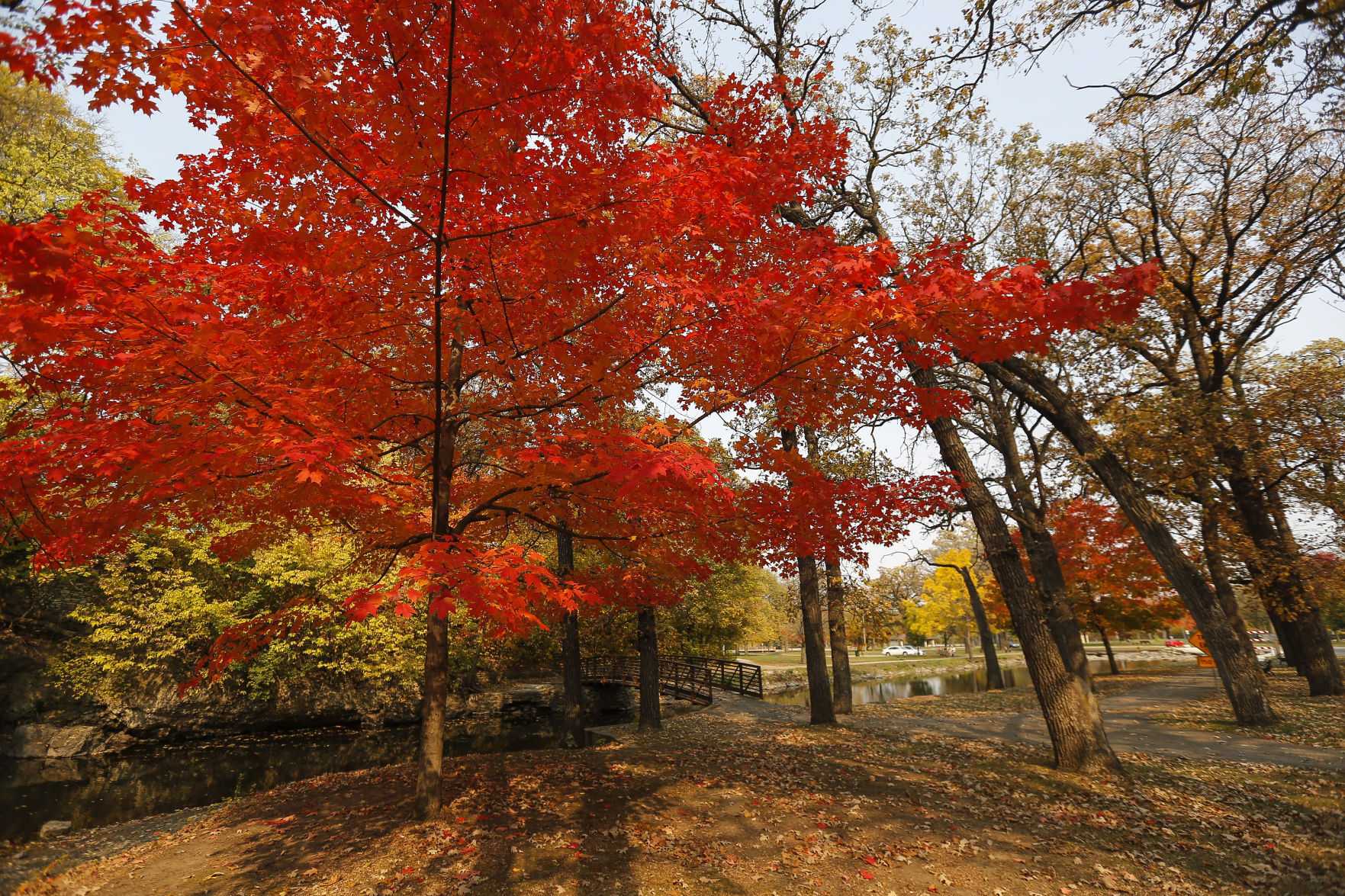 Fall Colors 19